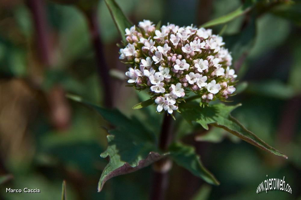 27_valeriana montana.jpg